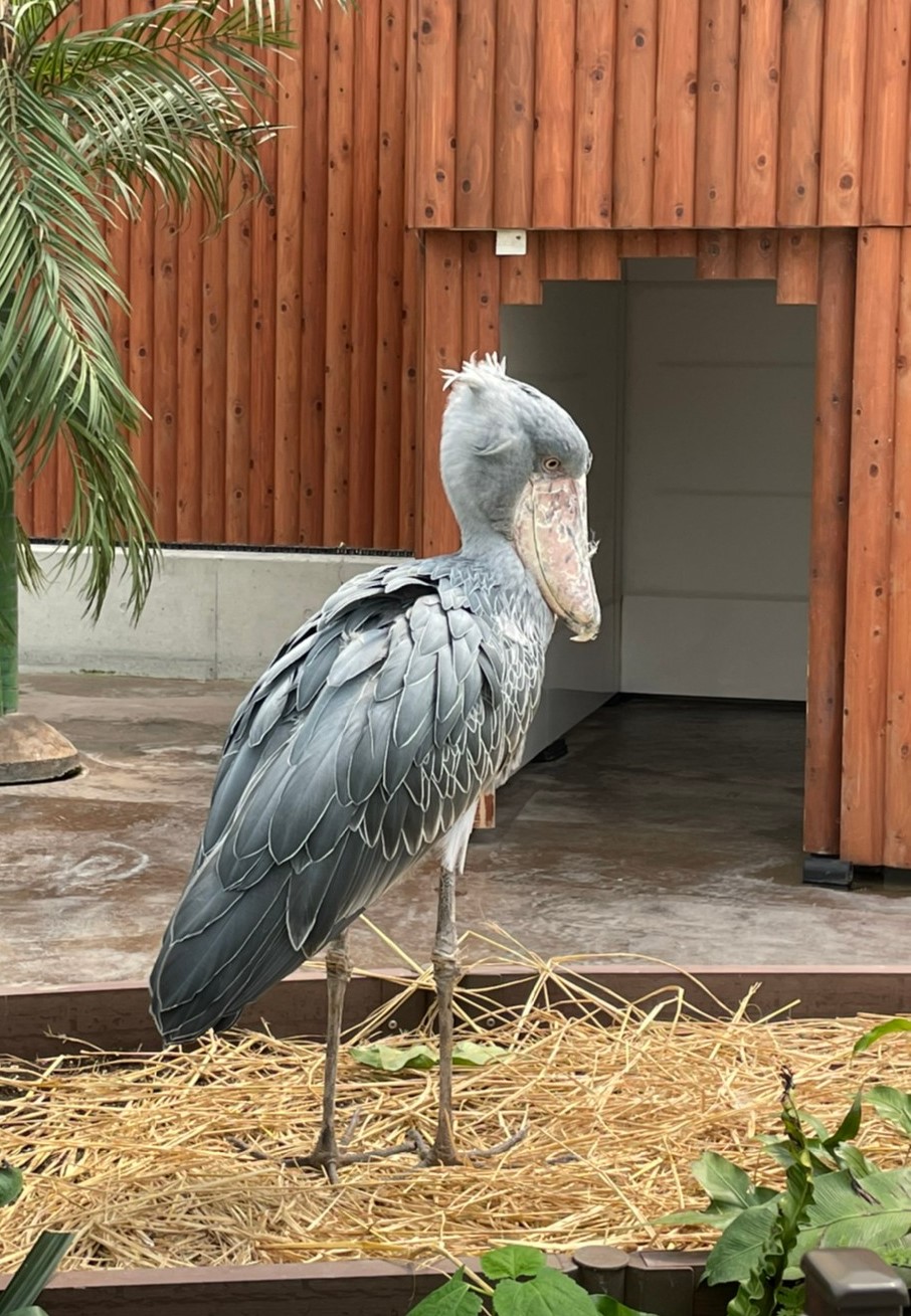 🐦掛川花鳥園🐧