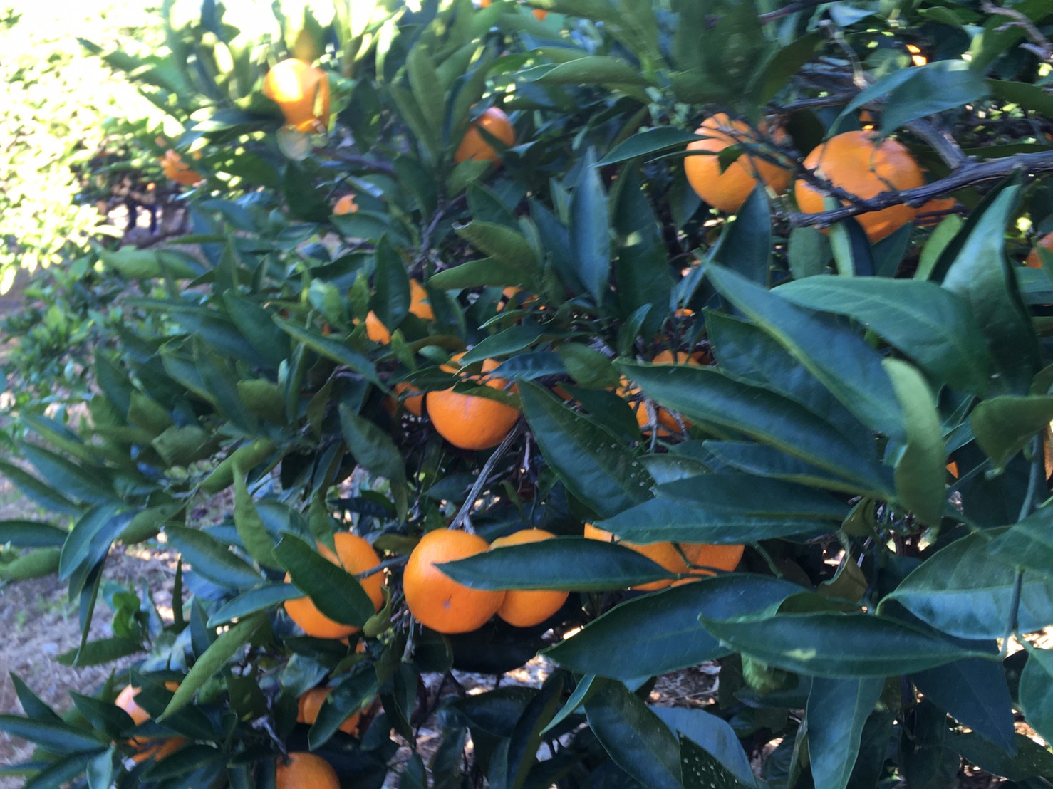 ミカン狩り🍊