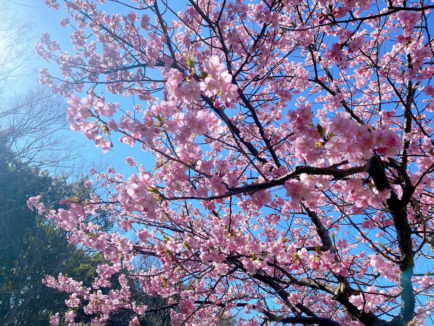 🌸春のおでかけ🌸～浜北教室～