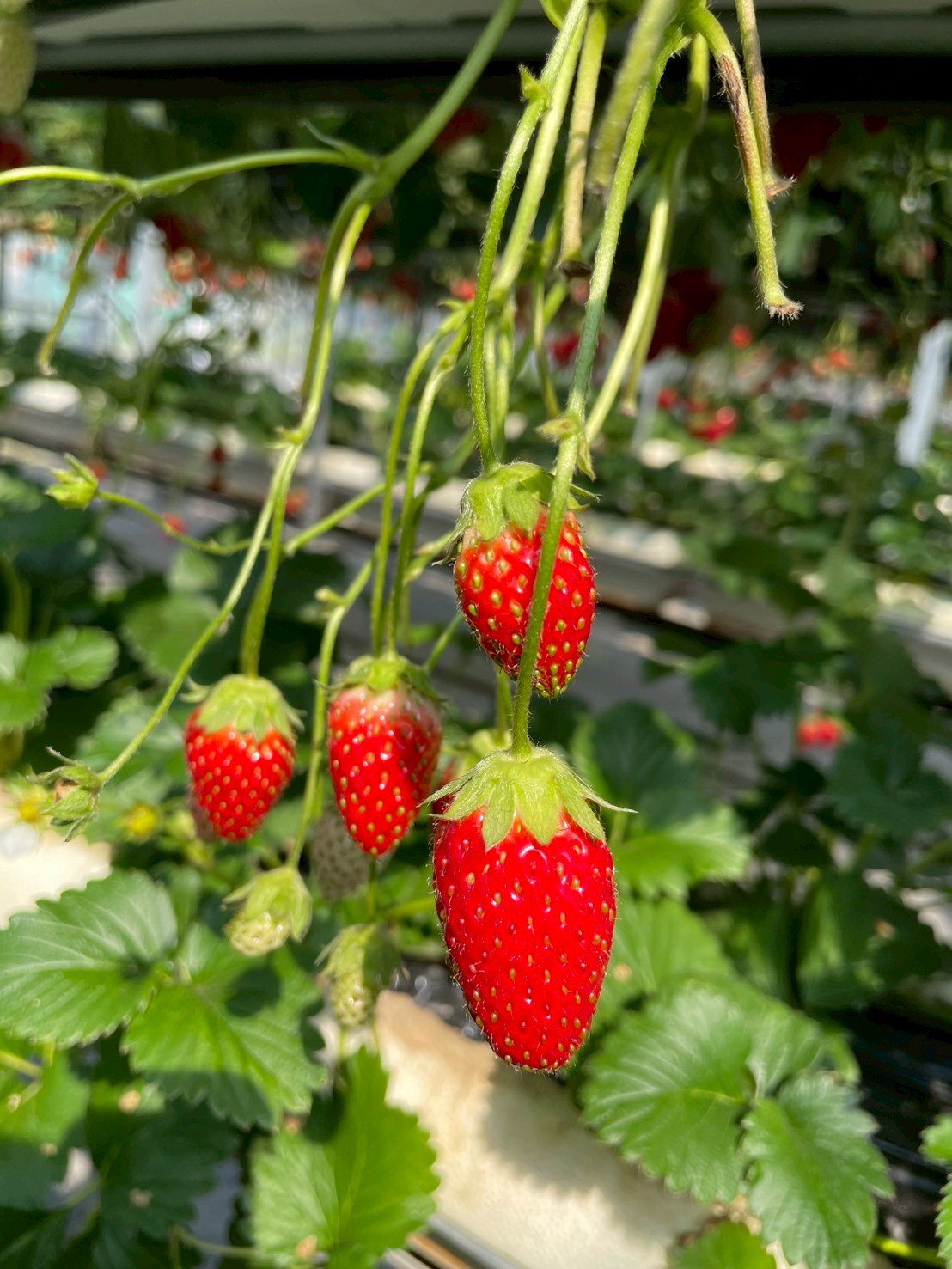 🌸3月の様子🌸～ジュニア～